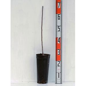 ◆数量限定 特上苗◆ 山椒 苗 【スーパースト...の詳細画像2