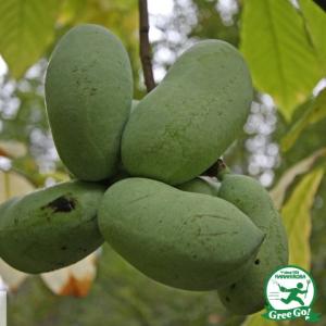 ポポー苗 シェナンドーの商品一覧 通販 Yahoo ショッピング