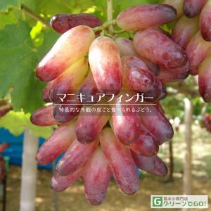 ぶどう 苗木 【雄宝（ゆうほう） ［登録品種］】 3年生 ウイルスフリー