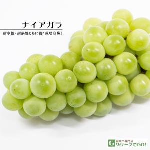 ぶどう 苗木 【雄宝（ゆうほう） ［登録品種］】 3年生 ウイルスフリー