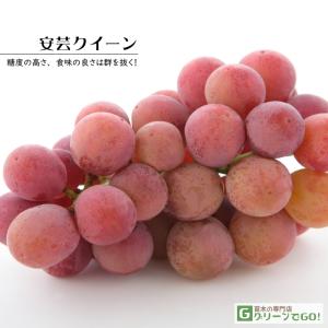 ぶどう 苗木 【雄宝（ゆうほう） ［登録品種］】 3年生 ウイルスフリー