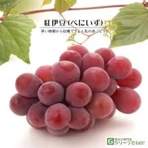 ぶどう 苗木 【紅伊豆 （べにいず） 三沢系】 1年生 ウイルスフリー 接ぎ木 ポット苗