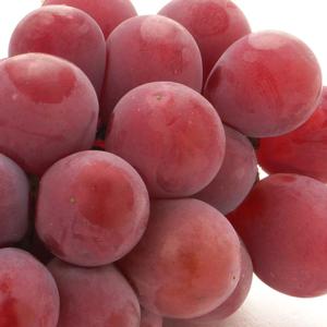 ぶどう 苗木 【紅伊豆 (べにいず) 三沢系】...の詳細画像1