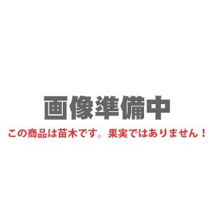 ■優良2年生大苗■ 桃 苗木 【つきあかり】 2年生大苗 接ぎ木