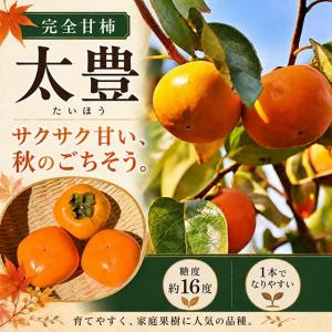 柿の苗木 太豊 完全甘柿 1年生接木苗 登録品種・品種登録 : 苗木部 花