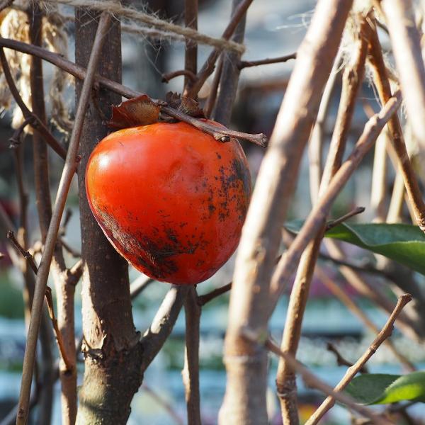 ■優良2年生大苗■ 柿 苗木 【渋柿 選抜蜂屋柿 （せんばつはちや）】 2年生大苗 接ぎ木