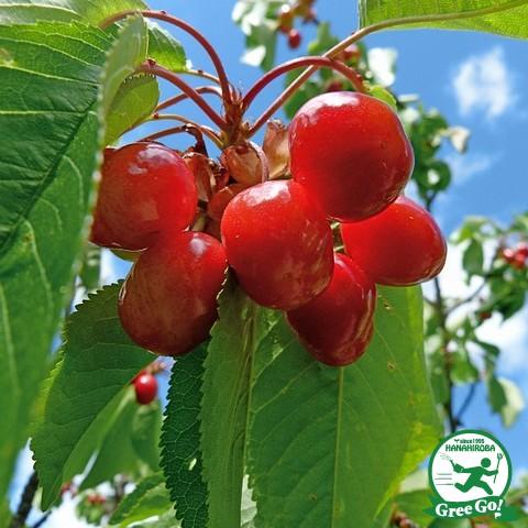 さくらんぼ 苗木 【さがえ】 1年生 接ぎ木苗