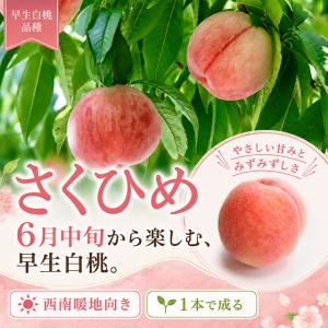 桃 苗木 【黄金桃 （おうごんとう）】 3年生 接ぎ木 約1.3m 大苗