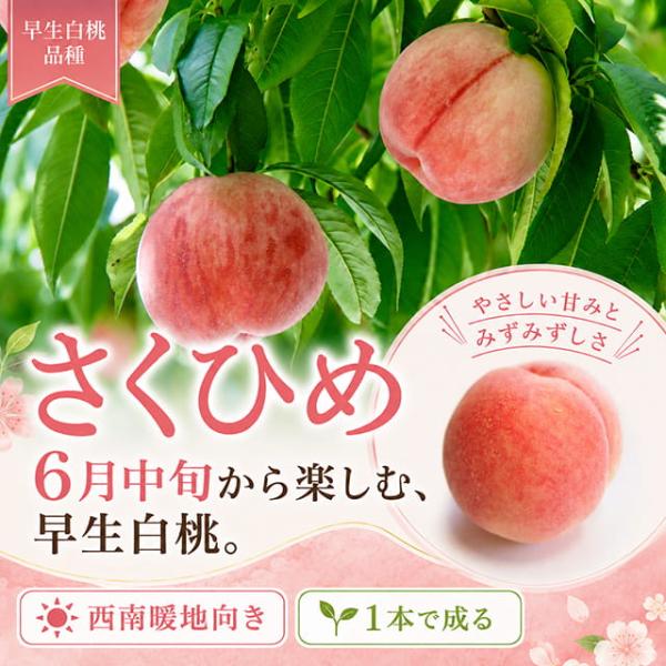 桃 苗木 【さくひめ ［登録品種］】 3年生 接ぎ木 約1.3m 大苗