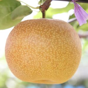 □優良2年生大苗□ みかん 苗木 【種なし小みかん 無核紀州 （むかくき