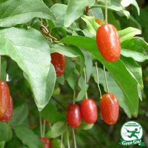 大実西洋グミ 果樹 特大株 楽天市場】西洋グミ 苗 苗木 6号鉢 樹高約60cm 大実苗代グミ グミ