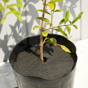 ザクロ 苗 【咲き分け品種 五彩榴 (ごさいり...の詳細画像4