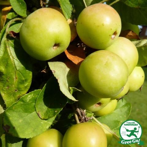 りんご 苗木 【黄金丸 （こがねまる）】 ポット苗