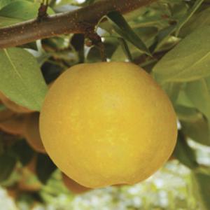 梨 苗木 【甘太 （かんた） ［登録品種］】 1年生 接ぎ木苗 : 苗木の