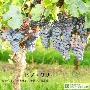 ぶどう 苗木 【天晴（あっぱれ） ［登録品種］】 3年生 ウイルスフリー