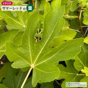 ■優良2年生大苗■ イチジク 苗 【サマーレッ...の詳細画像1