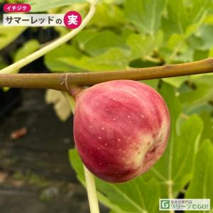 ■優良2年生大苗■ イチジク 苗 【サマーレッ...の詳細画像2