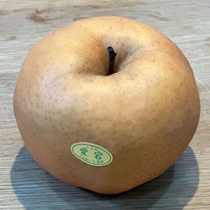 梨 苗木 【甘太 （かんた） ［登録品種］】 1年生 接ぎ木苗 : 苗木の