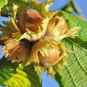 マカダミアナッツ バーモント種 取り木苗 7号スリット鉢植え : 苗木部