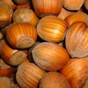 マカダミアナッツ バーモント種 取り木苗 7号スリット鉢植え : 苗木部