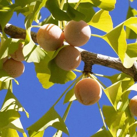 ■優良2年生大苗■ ぎんなん 苗 【喜平（きへい）】 2年生大苗 接ぎ木