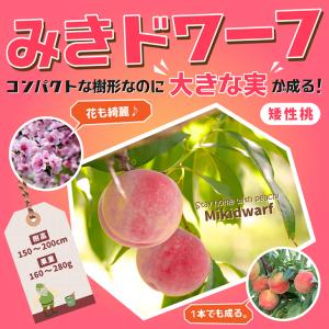 ◆送料無料◆ 桃 苗木 【矮性桃 みきドワーフ ［登録品種］】 ポット苗 （ニーム小袋付き） ※北海道・沖縄は送料無料適用外です。