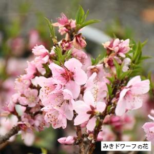 桃 苗木 【矮性桃 みきドワーフ [登録品種]...の詳細画像3