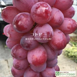 ぶどう 苗木 【天晴（あっぱれ） ［登録品種］】 1年生 ウイルスフリー