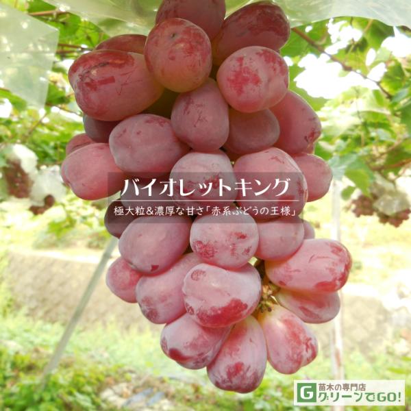 ぶどう 苗木 【バイオレットキング】 3年生 ウイルスフリー 接ぎ木 約1.3m 大苗