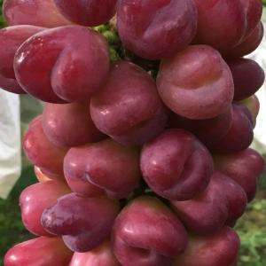 ぶどう 苗木 【マイハート】 1年生 ウイルス...の詳細画像1