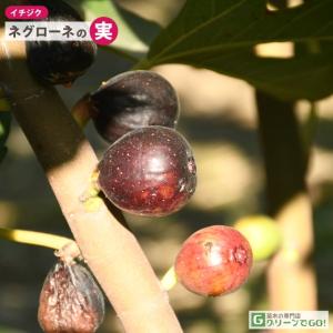 イチジク 苗 【ネグローネ】 1年生 挿し木 ...の詳細画像4