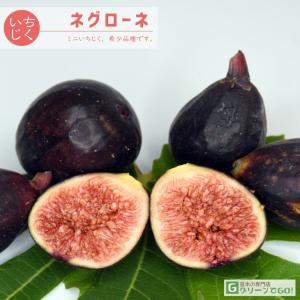 イチジク 苗 【ネグローネ】 1年生 挿し木 ポット苗 : 苗木の専門店