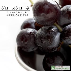 ぶどう 苗木 【天晴（あっぱれ） ［登録品種］】 3年生 ウイルスフリー