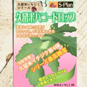 日本花キ流通 いちじく 苗 久留米ハニードロップ 12cmポット イチジク