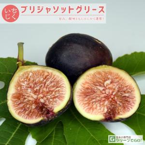 青花 イチジク　苗木　青皮変異種 青花 イチジク 苗木 青皮芽変種 - メルカリ