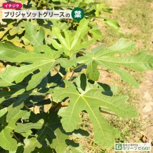 イチジク 苗 【ブリジャソットグリース】 1年...の詳細画像4