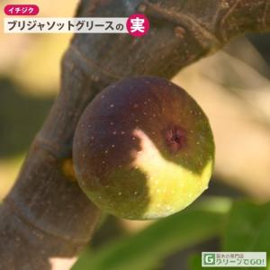 イチジク 苗 【ブリジャソットグリース】 1年...の詳細画像5