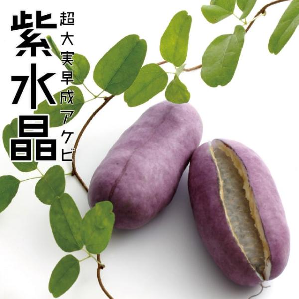 アケビ 苗 【紫水晶 （R）】 接ぎ木苗