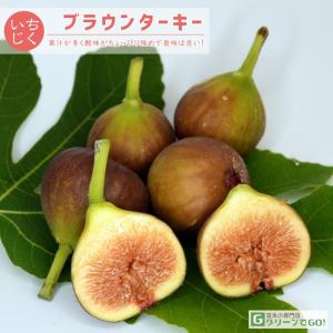 イチジク 苗 【ダルマティ】 1年生 挿し木 ポット苗 : 苗木の専門店