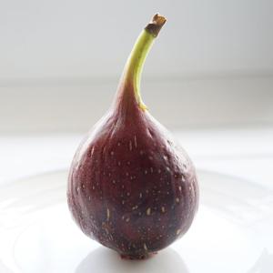 いちじくの苗、苗木 ビオレット・ド・アルジェンテイル 1年生苗 : 菜園