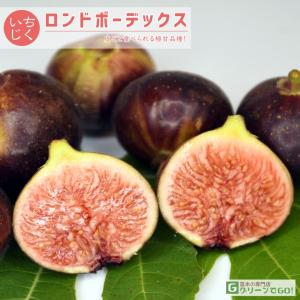 いちじくの苗、苗木 ビオレット・ド・アルジェンテイル 1年生苗 : 菜園