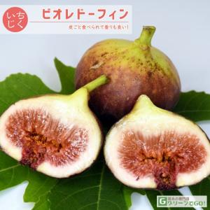 いちじくの苗、苗木 ビオレット・ド・アルジェンテイル 1年生苗 : 菜園