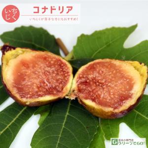 スイートカロン】 苗 イチジク [果樹苗木・無花果・いちじく