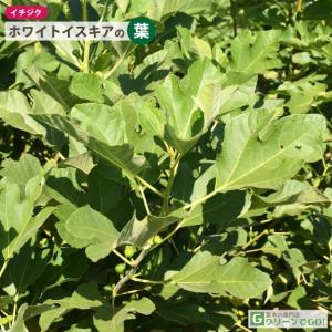 イチジク 苗 【ホワイトイスキア】 1年生 挿...の詳細画像2