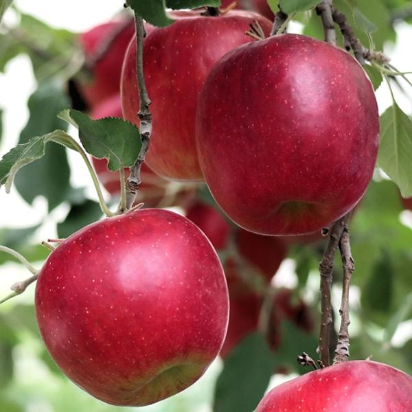 りんご 苗木 【ハニーアップル】 1年生 接ぎ木苗