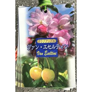 りんご 苗木 【ヴァン エセルティン】 1年生 接ぎ木苗