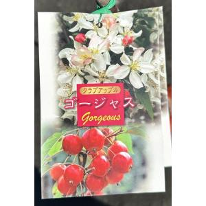 りんご 苗木 【ゴージャス】 1年生 接ぎ木苗