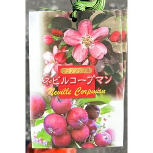 りんご 苗木 【ネビルコープマン】 1年生 接ぎ木苗