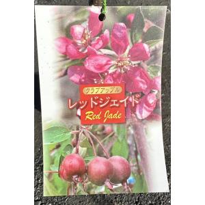 りんご 苗木 【レッドジェイド】 1年生 接ぎ木苗