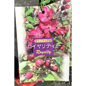 りんご 苗木 【ロイヤリティー】 1年生 接ぎ木苗
